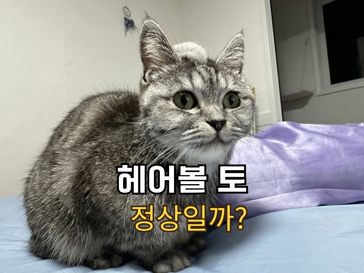 고양이 헤어볼 토 정상 횟수와 위험 증상 구별법 블로그 썸네일 이미지