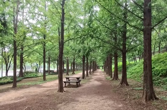 가을에 꼭 가봐야 명소 하늘공원 메타세쿼이아길
