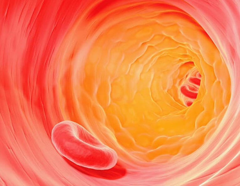 콜레스테롤여성수치