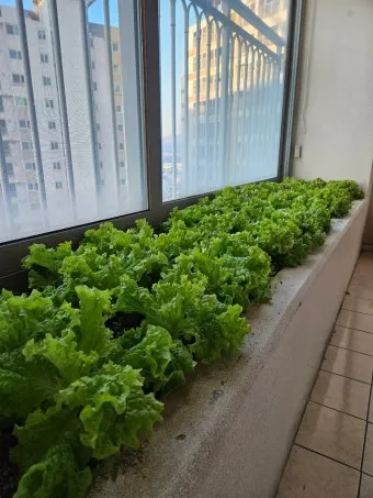 베란다 텃밭 흙 고르기 배수층 화분 선택 물주기 비료주기_2