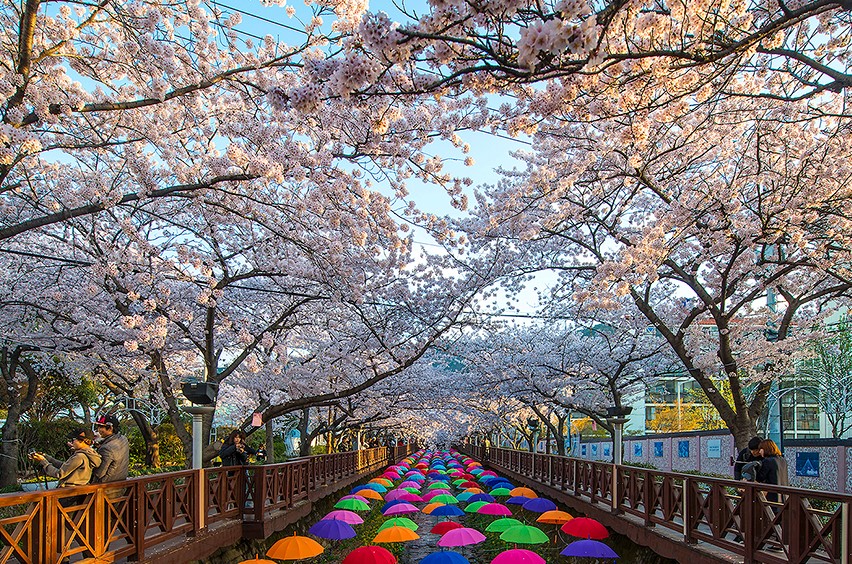 여좌천 로망스 다리(1)