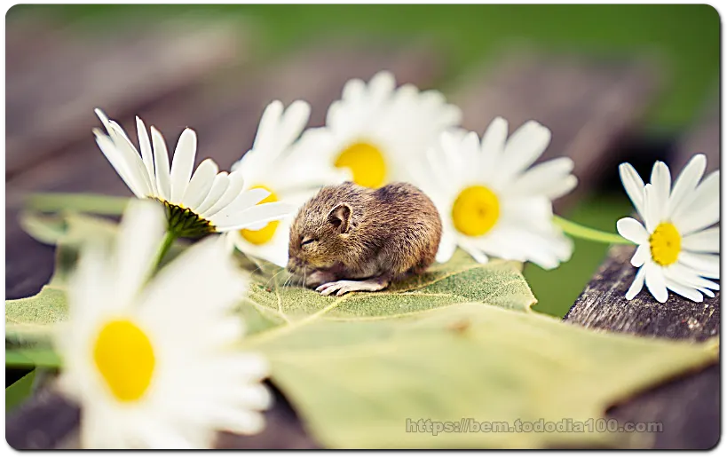 2024-6월-쥐띠운세-띠별운세-총운