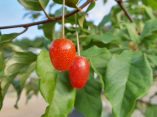 보리수 열매 효능