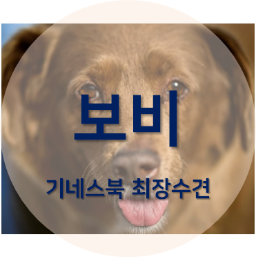 기네스북 최장수견 보비