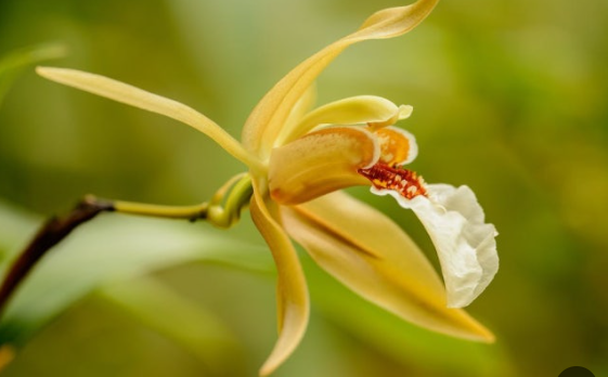 일랑일랑 아로마에센셜오일 효능과 활용레시피5가지