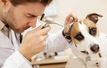 개 귀 냄새가 난다 중이염.