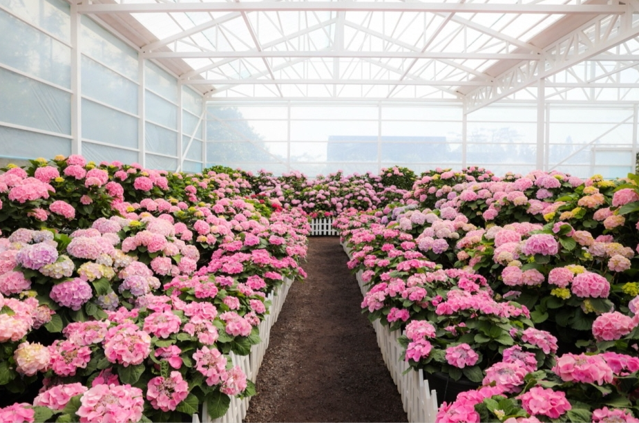 휴애리 봄 수국축제