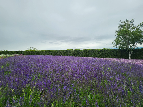 비에이 팜토미타 라벤다 전경사진