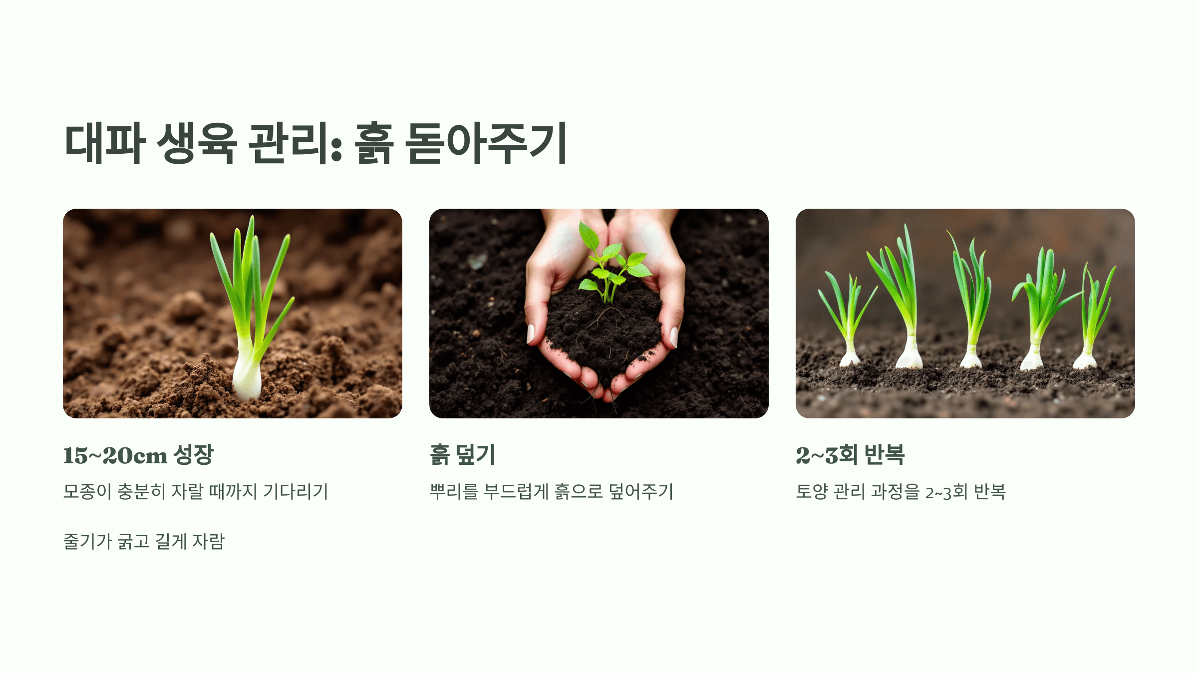 대파 사진입니다.