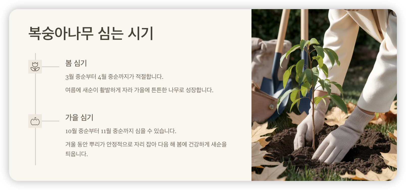 복숭아나무-심기