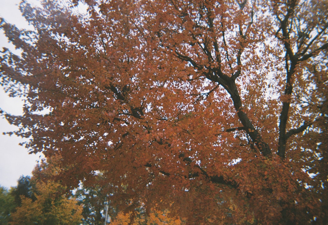 Maple