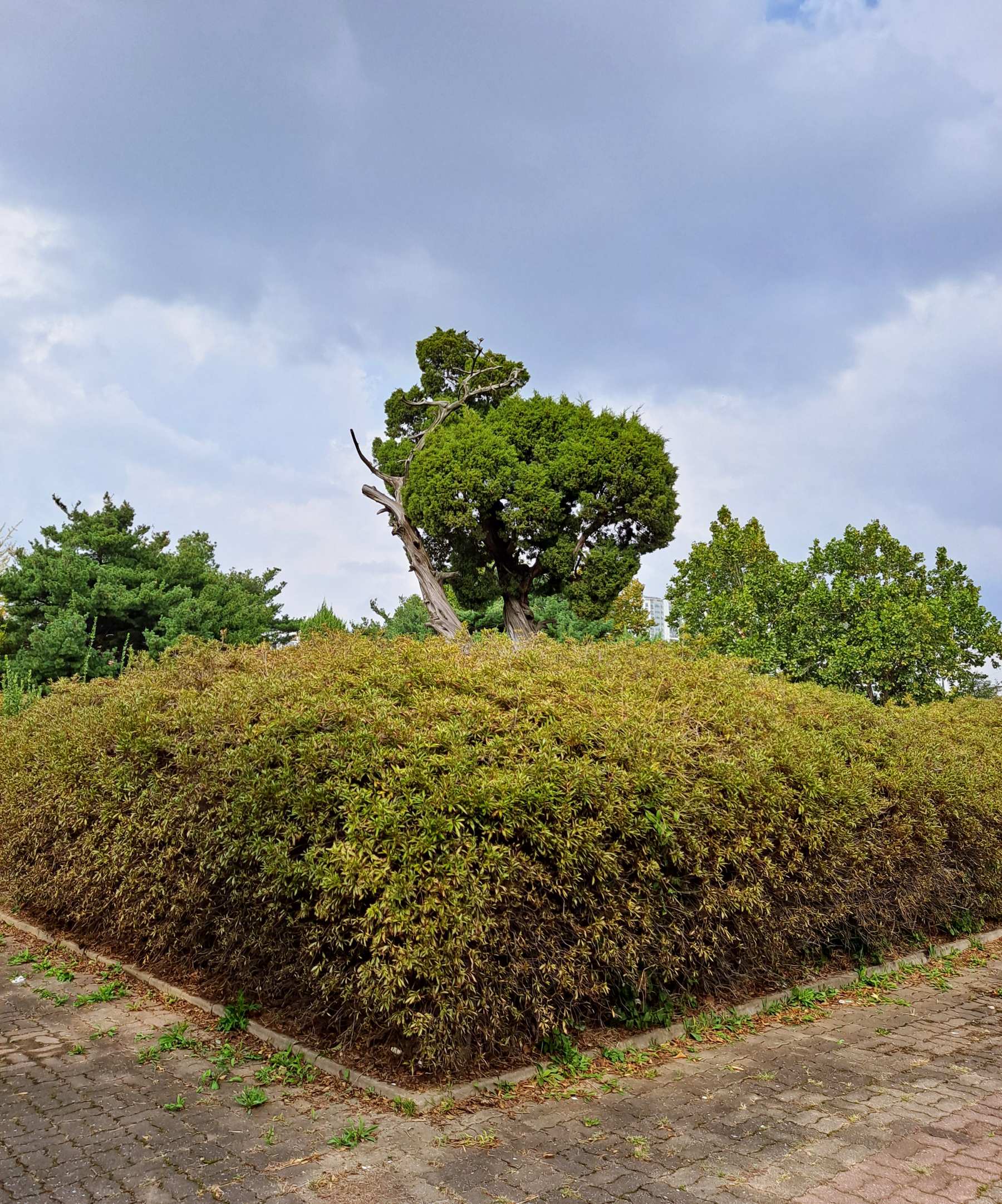 인천대학교 공원 잔디밭
