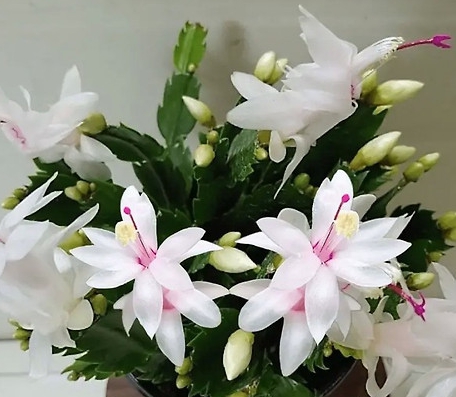 겨울 꽃 게발선인장
