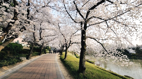 보문호반길-경주-벚꽃-명소-추천