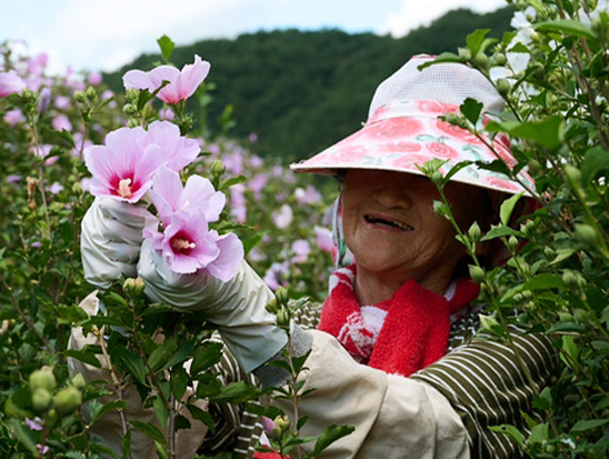 무궁화 다이어트, 무궁핏 효과 및 후기