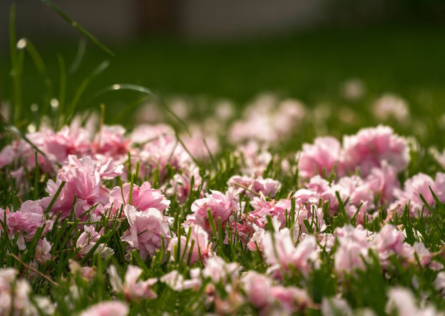 Close-up of pink cherry blossom petals scattered across vibrant green grass in spring.