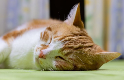 몸이 아파 보이는 고양이