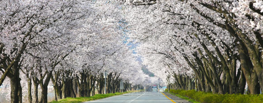 백리벚꽃길