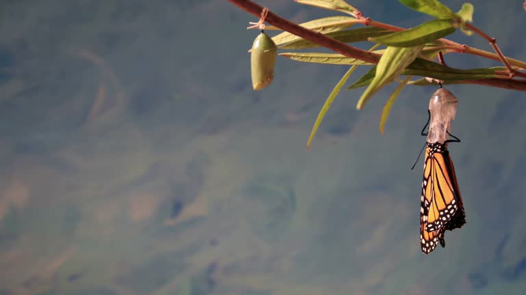 애벌레 꿈 해몽