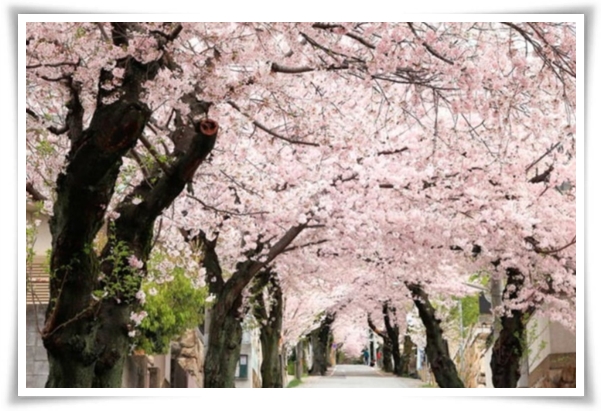 "벚꽃" 희망과 새로운 시작의 상징 봄의 전령사!