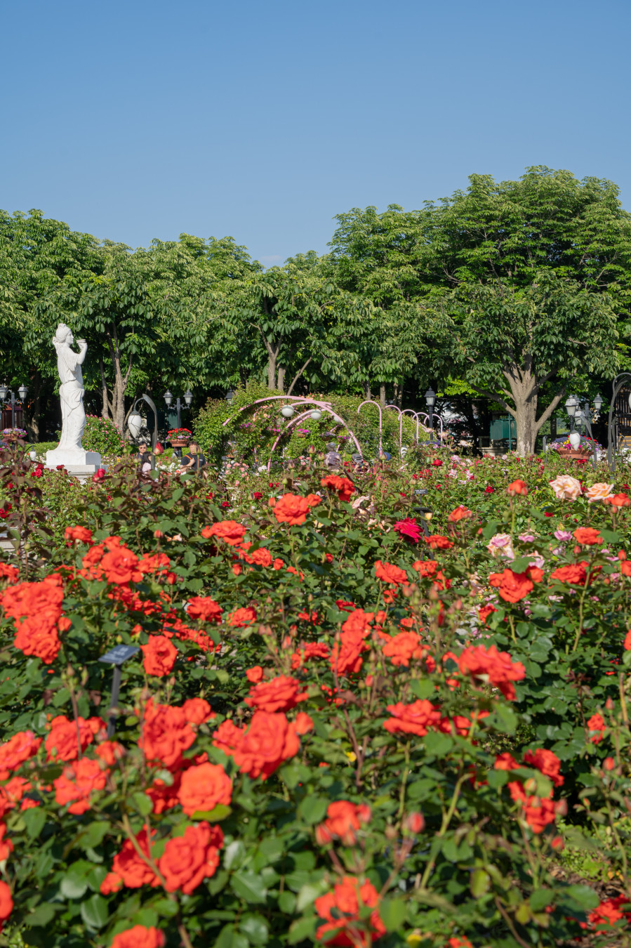 에버랜드 장미원