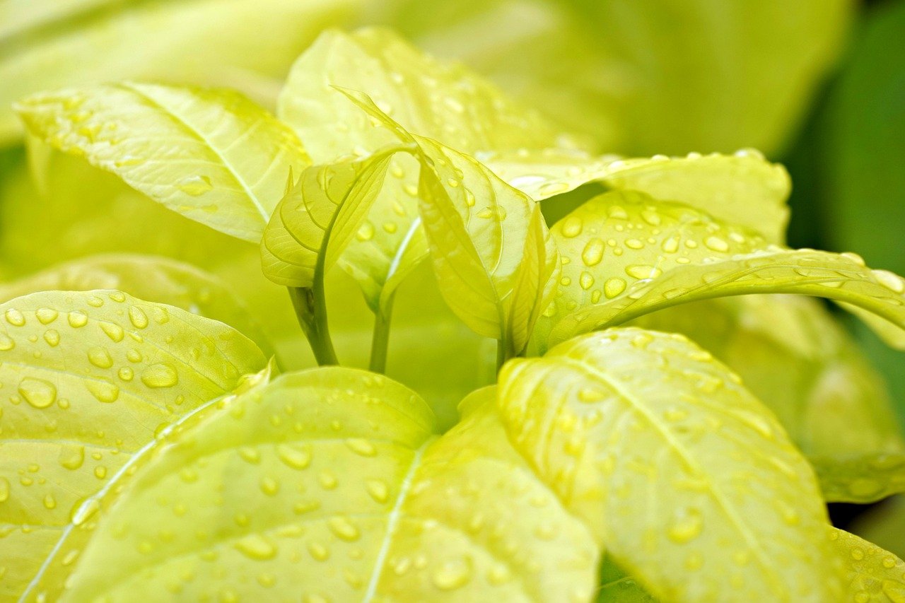 싱그러운 초록 잎파리