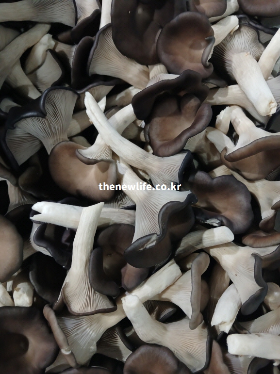 조개껍질 모양의 갓과 부드럽고 쫄깃한 식감을 가진 느타리버섯의 근접 실물 사진.