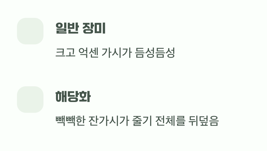 결정적 차이 2: 가시가 완전히 달라요