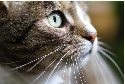 고양이 수염, 자르면 안 되는 이유는?