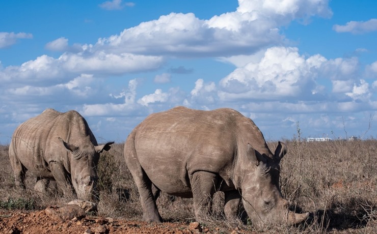 아프리카-코불소