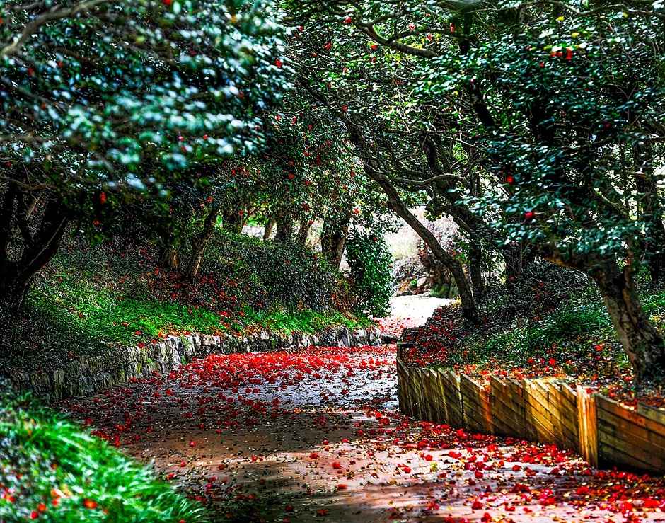 광양 옥룡사 동백나무숲