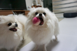 장난감을 물고오는 강아지 모습