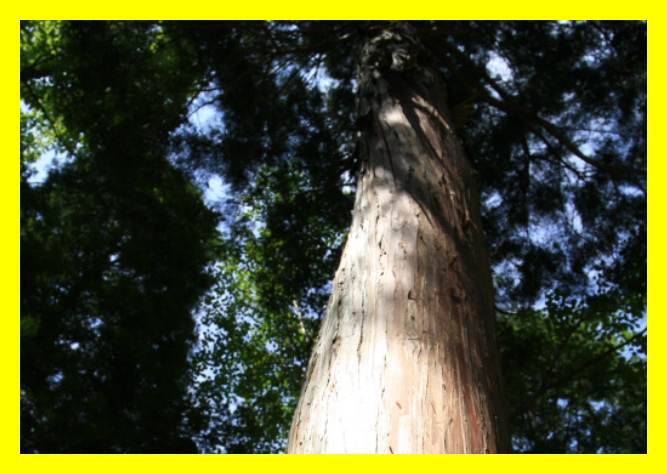 국립자연휴양림 예약&amp;#44; 국립자연휴양림 예약 성수기 추첨&amp;#44; 국립자연휴양림 추첨&amp;#44; 국립자연휴양림 성수기 추첨&amp;#44; 국립자연휴양림 성수기 예약 추첨&amp;#44; 국립자연휴양림 예약 신청방법&amp;#44; 국립자연휴양림 예약통합시스템&amp;#44;신시도 국립자연휴양림&amp;#44; 국립자연휴양림 위약금&amp;#44; 국립 자연휴양림 예약&amp;#44; 국립 자연휴양림 성수기 예약&amp;#44; 국립 자연휴양림 성수기 추첨&amp;#44; 국립 자연휴양림 성수기 추첨 예약