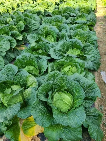 김장 배추 재배 파종 모종 웃거름 결구 수확 타이밍_12