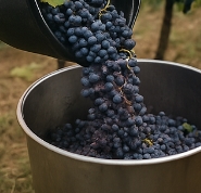 포도주 담그는 방법