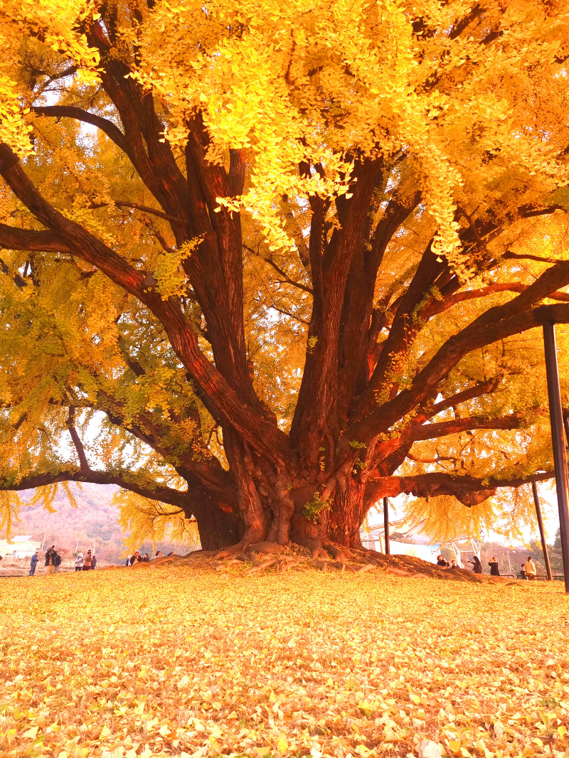 반계리 은행나무, 원주 반계리 은행나무, 반계리 은행나무 주차장, 은행나무 단풍, 은행나무 숲, 단풍절정 시기