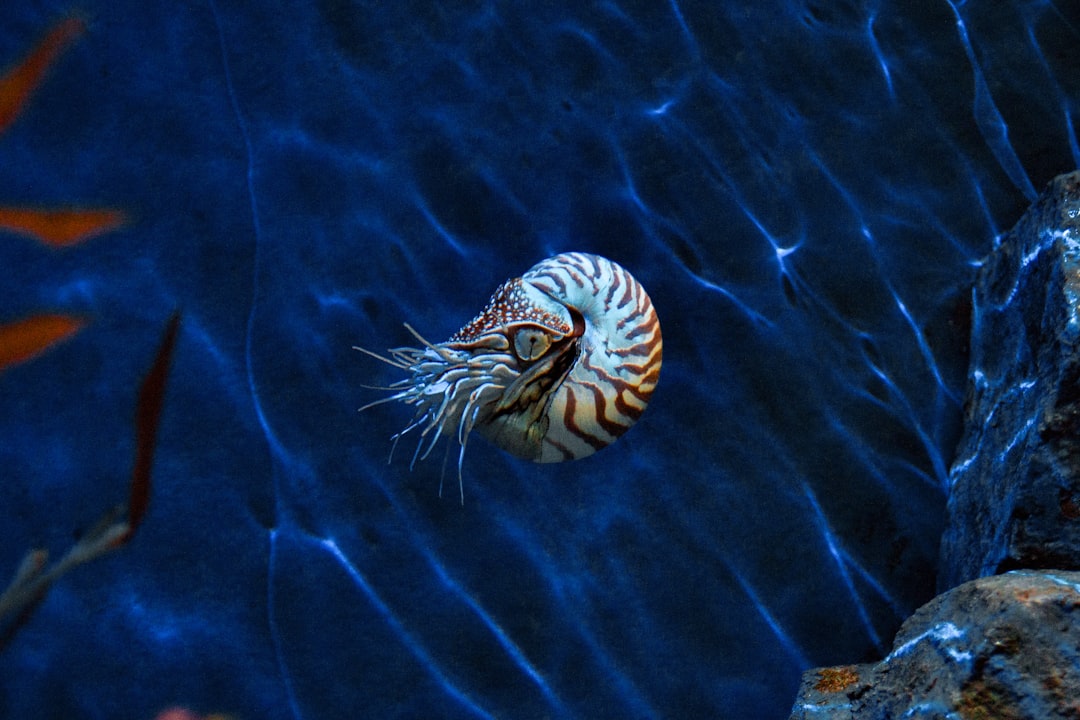 Deep-sea.
