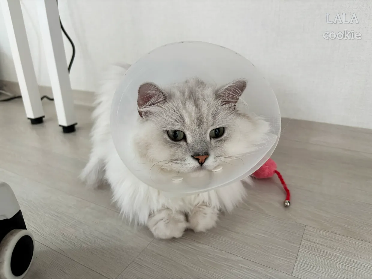 귓병때문에-넥카라한-고양이-누워있다