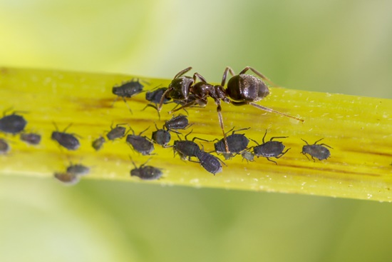 화초와 텃밭의 불청객 진딧물, 예방/퇴치/천연 살충제