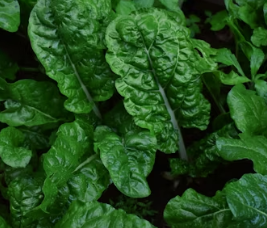 비타민E의 효능