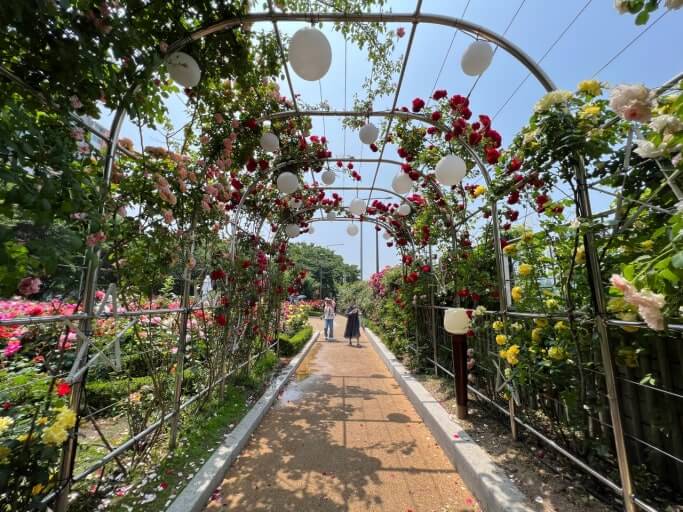 중랑 서울장미축제와 관련된 사진