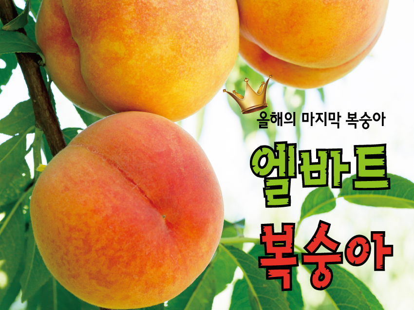 엘바트 복숭아 냉장 보관하면 손해? 당도 살리는 보관법 총정리