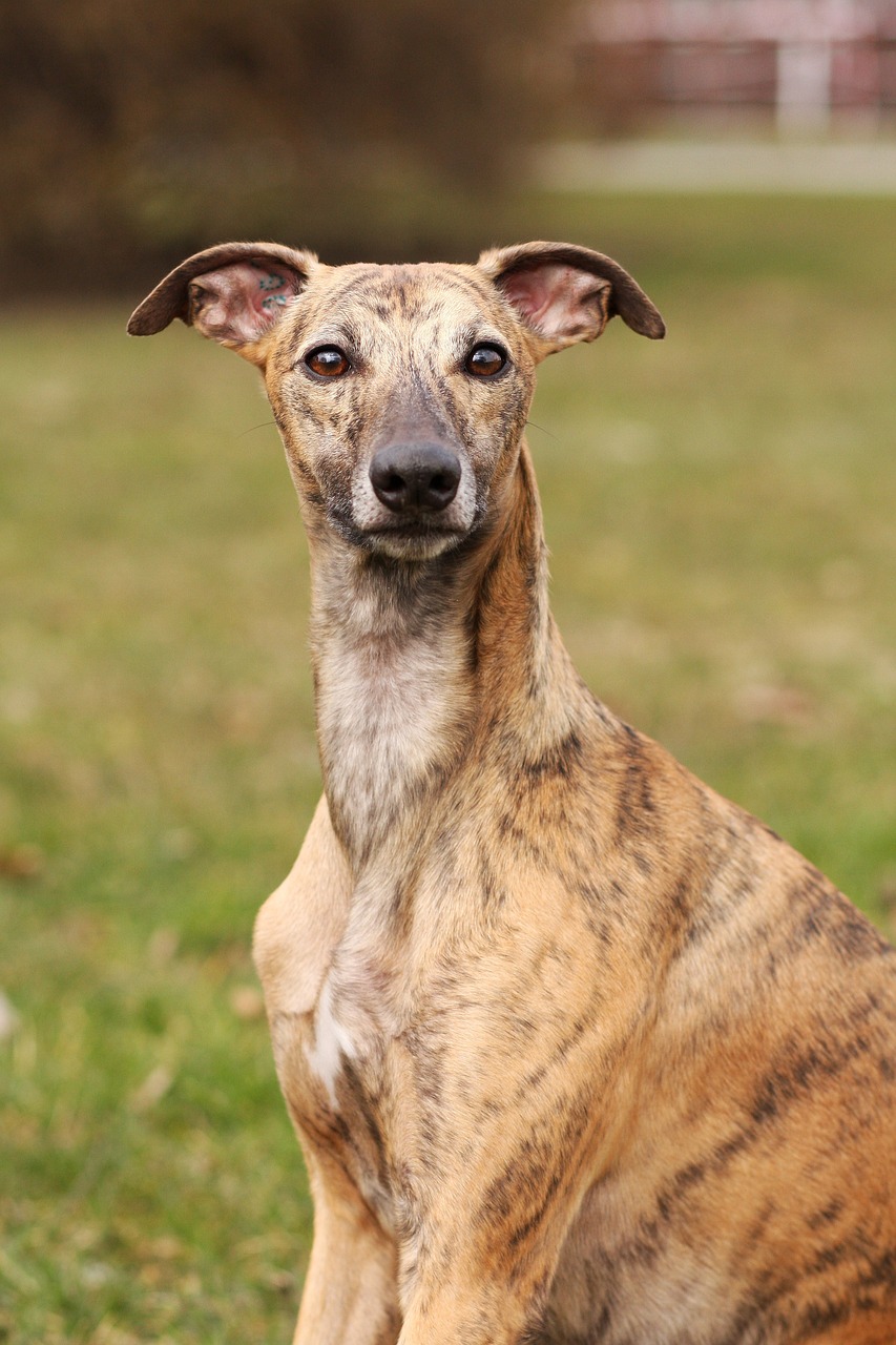 휘펫(Whippet)2
