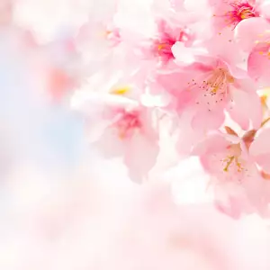 벚꽃 개화 시기