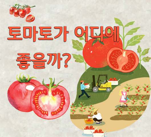 슈퍼푸드 빨간 토마토 효능, 리코펜 어디에 좋다