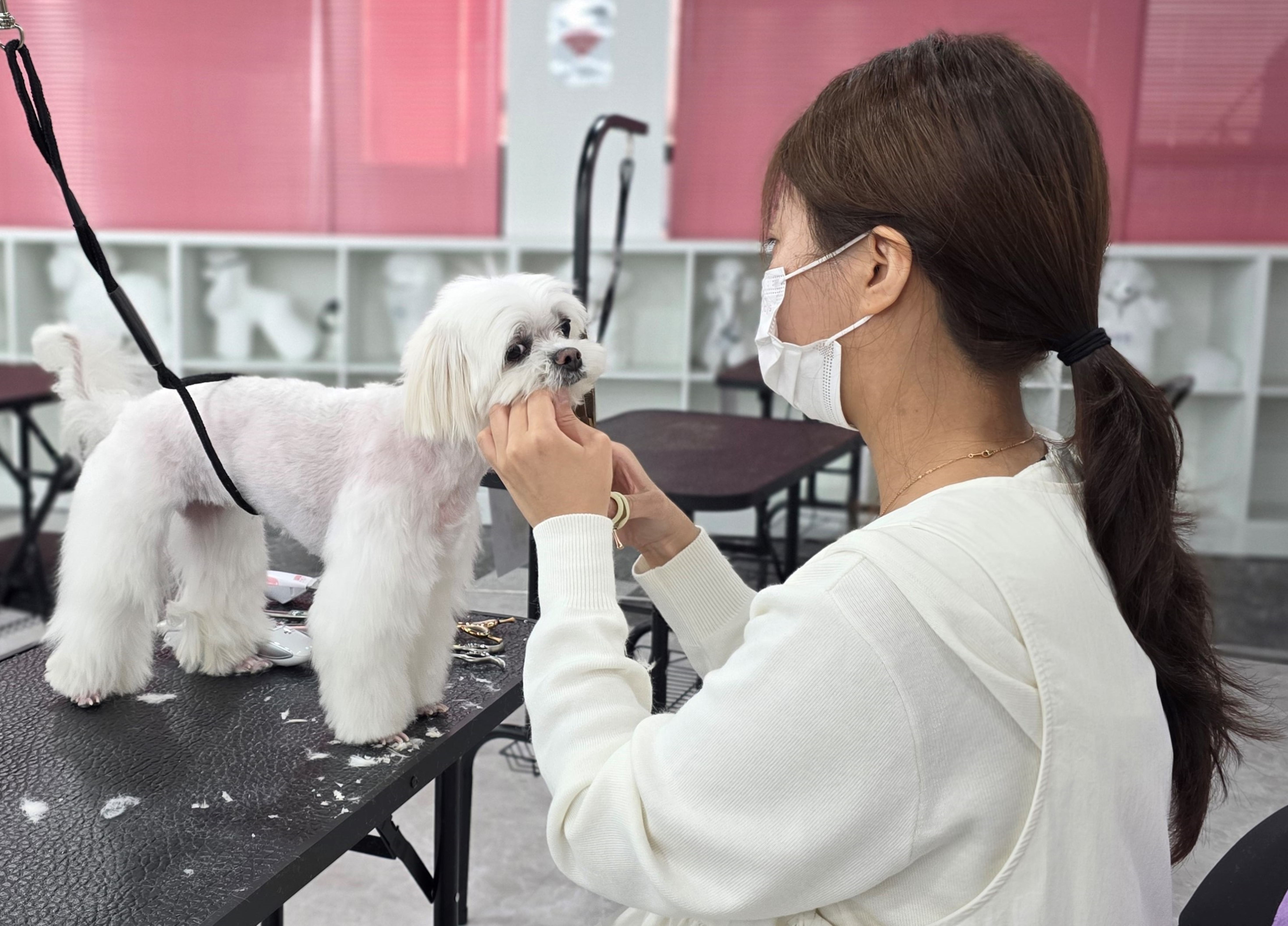 수완지구애견미용국비