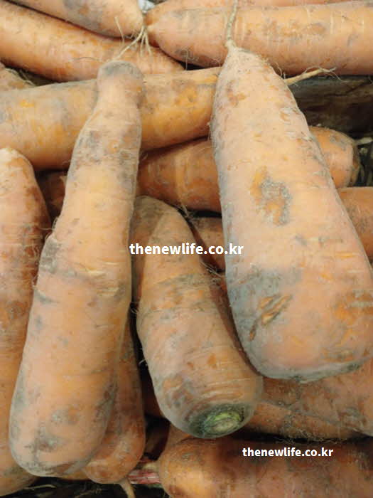 당근 효능 눈 건강 증진을 위한 베타카로틴