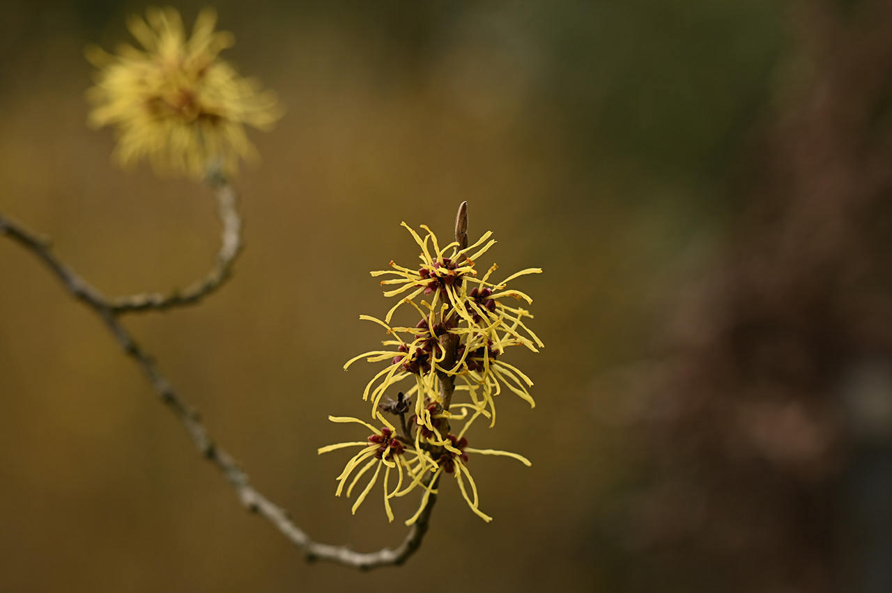 NIKKOR Z 180-600mm