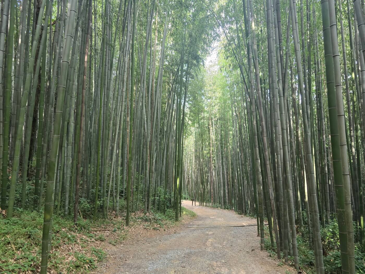 대나무길4