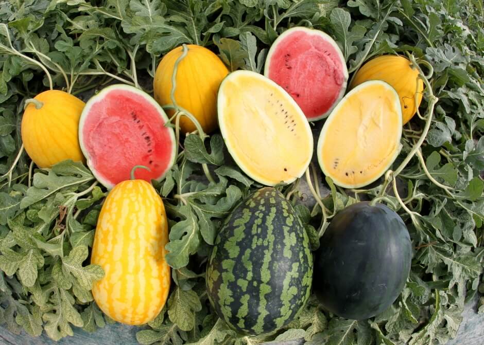 2025 함안 수박 축제 일정 프로그램 장소